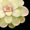 Pinguicula Gamma (rotundiflora x emarginata)