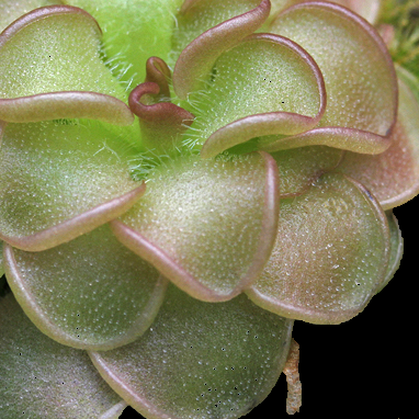 Pinguicula rotundiflora (Round-flowered Butterwort)