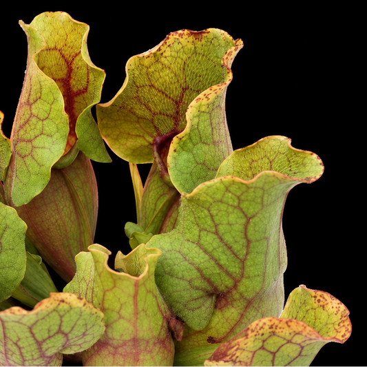 Sarracenia 'Montana' pitcher plant isolated against a black background
