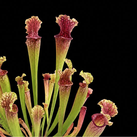 Sarracenia 'Stevensii' pitcher plant isolated against a black background