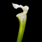 Sarracenia leucophylla 'Hurricane Creek White' (North American Pitcher Plant)
