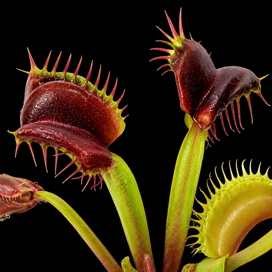 Close-up of Venus flytrap plants with a black background