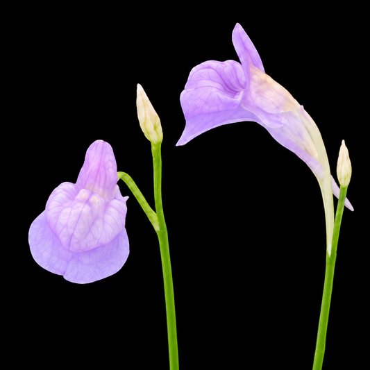 Close-up of Utricularia graminifolia purple flowers and buds against a black background