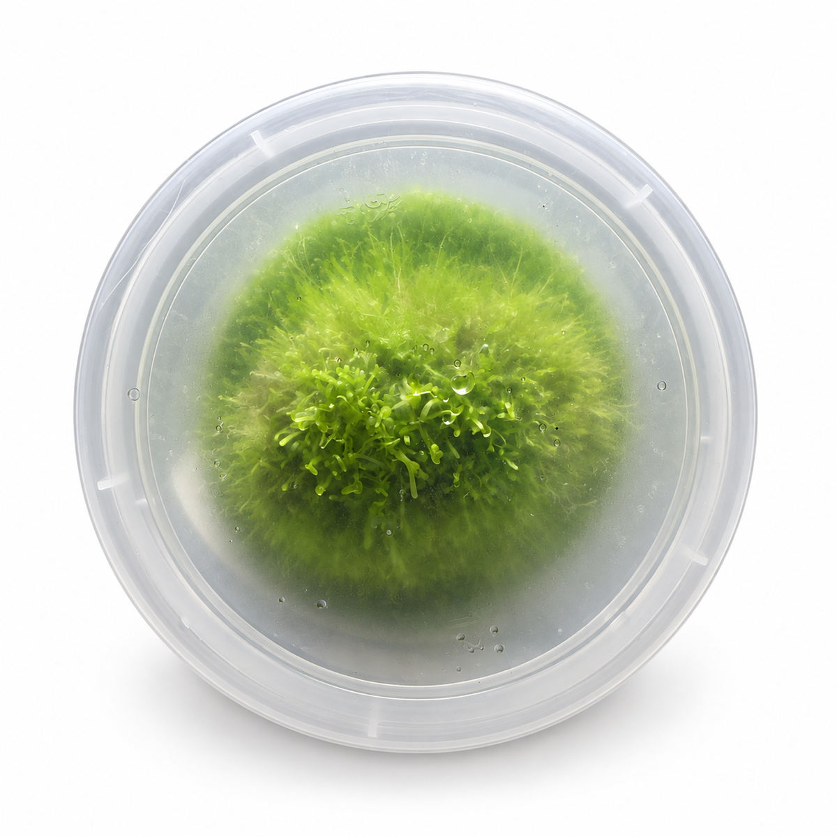 Utricularia livida (Bladderwort)