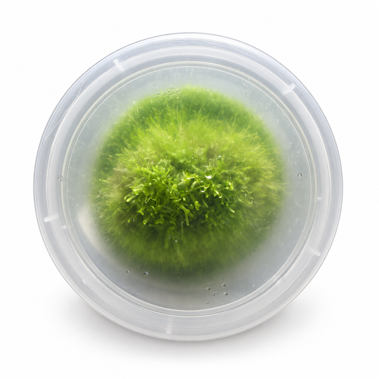 Utricularia livida tissue-culture Gel Cup, top-down view