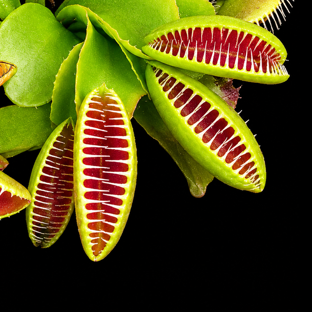 all plants