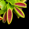 Dionaea muscipula 'Ramesse I' (Venus Flytrap)
