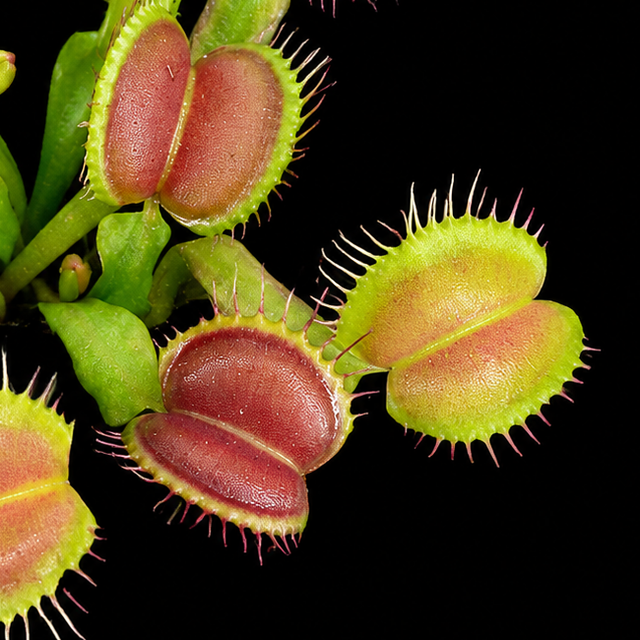 Dionaea muscipula 'Sweet Kiss' (Venus Flytrap)