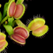 Dionaea muscipula 'Sweet Kiss' (Venus Flytrap)