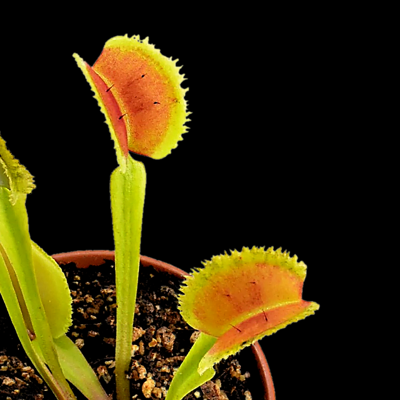 Potted carnivorous plant with open orange and green leaves on a black background