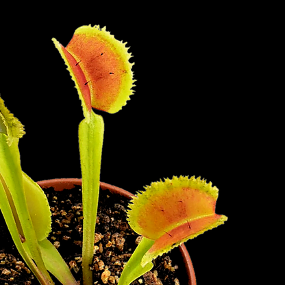 Potted carnivorous plant with open orange and green leaves on a black background