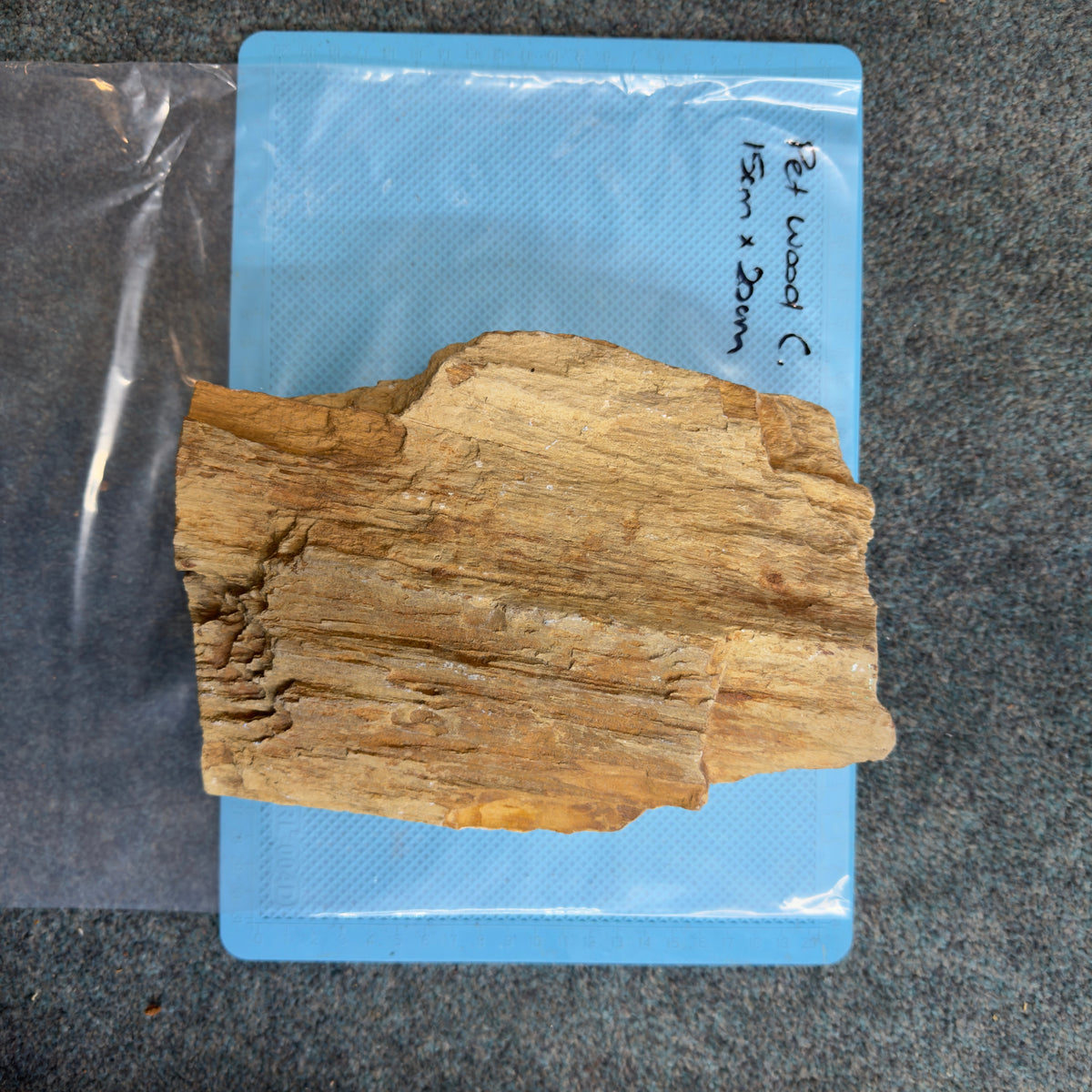 Petrified Wood - C, actual photographed piece