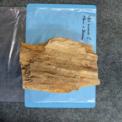Petrified Wood - C, actual photographed piece